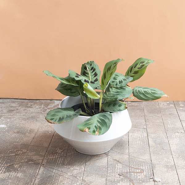 Matera Vit - Imagen 2